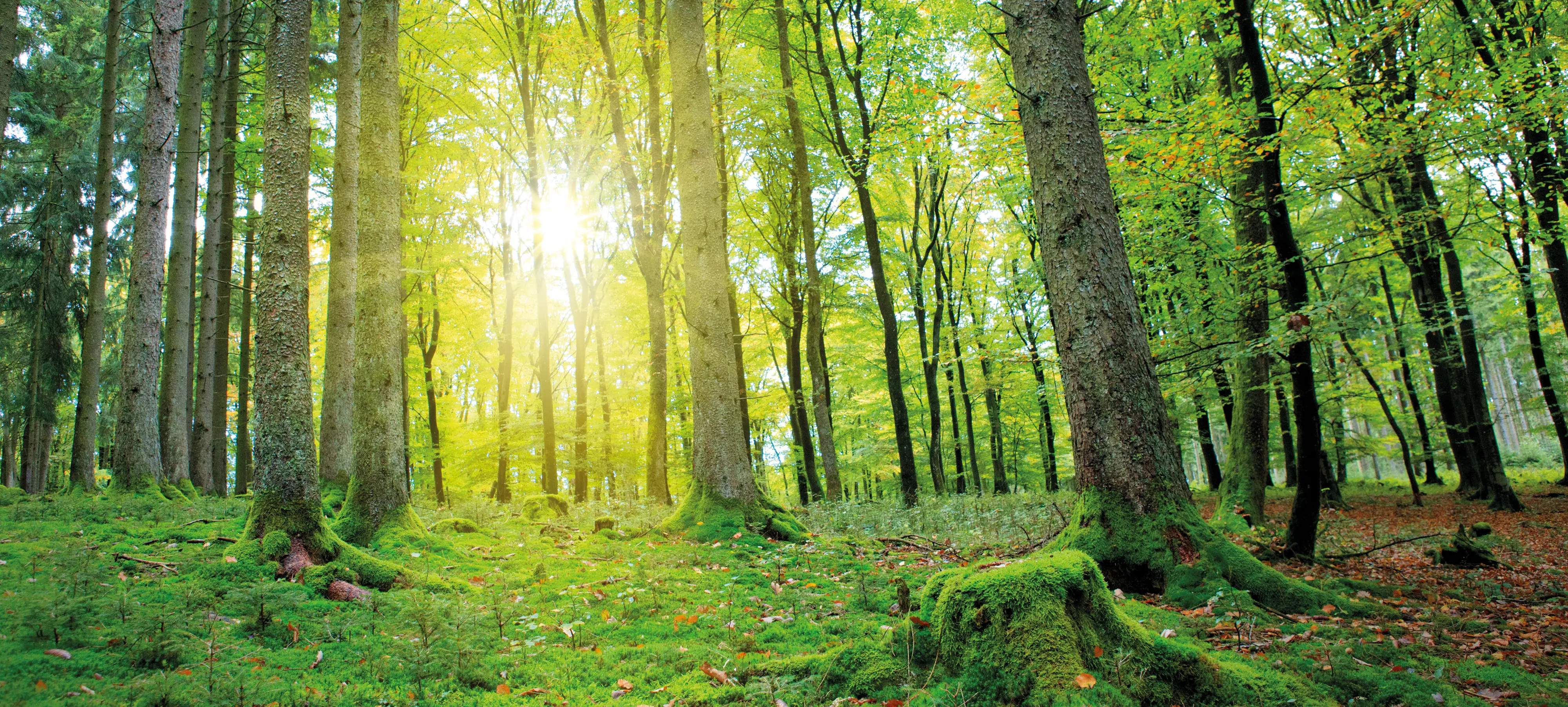 Shutterstock 1112615291